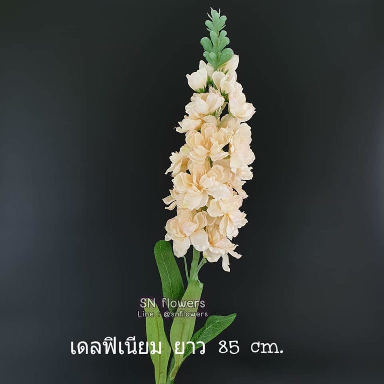 My Image 20