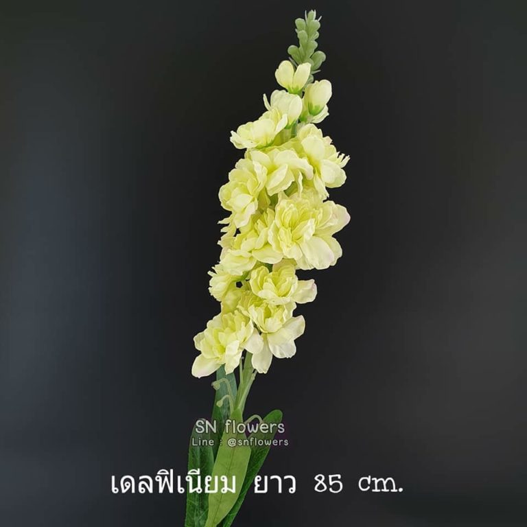 My Image 19