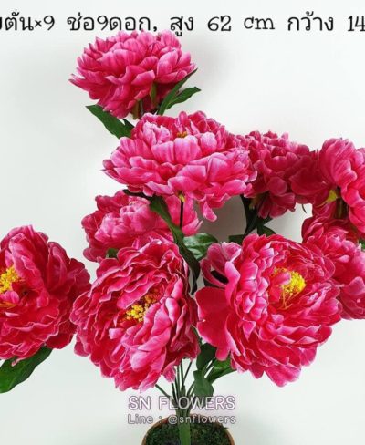 ดอกไม้สีชมพู_๑๙๐๕๐๓_0036