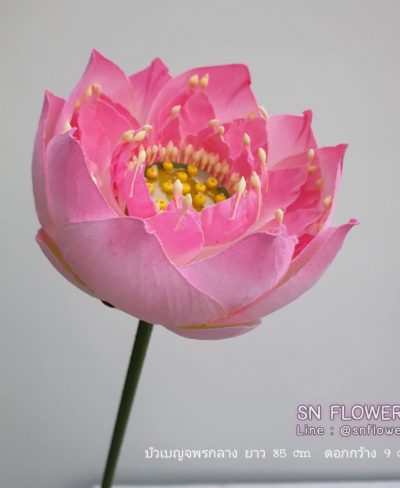 ดอกไม้สีชมพู_๑๙๐๕๐๓_0076