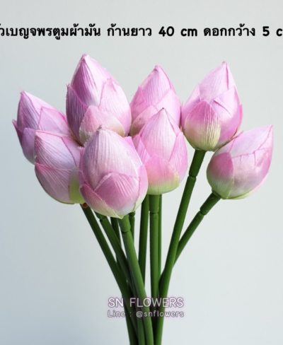 ดอกไม้สีชมพู_๑๙๐๕๐๓_0109