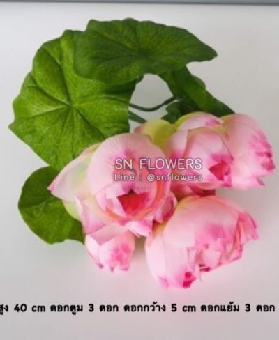 ดอกไม้สีชมพู_๑๙๐๕๐๓_0127