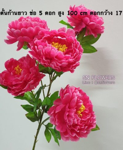 ดอกไม้สีชมพู_๑๙๐๕๐๓_0137
