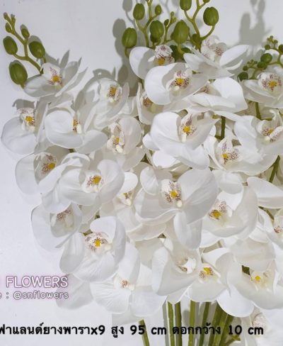 ดอกไม้สีขาว_๑๙๐๗๒๔_0014