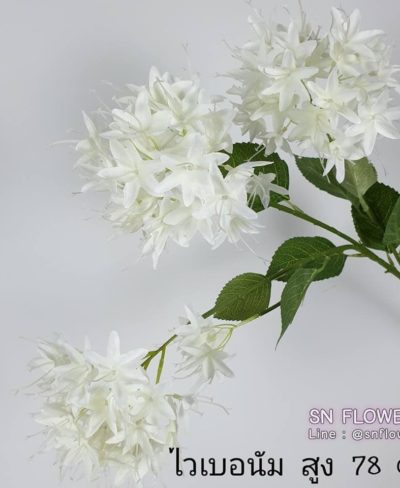 ดอกไม้สีขาว_๑๙๐๗๒๔_0040