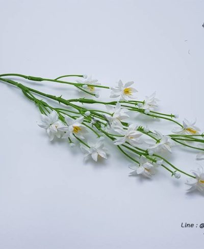 ดอกไม้สีขาว_๑๙๐๗๒๔_0105