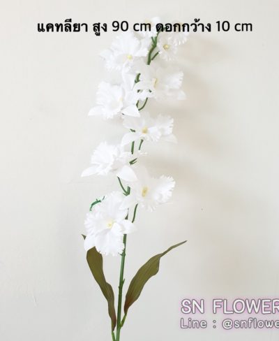 ดอกไม้สีขาว_๑๙๐๗๒๔_0133