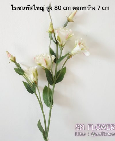 ดอกไม้สีขาว_๑๙๐๗๒๔_0134