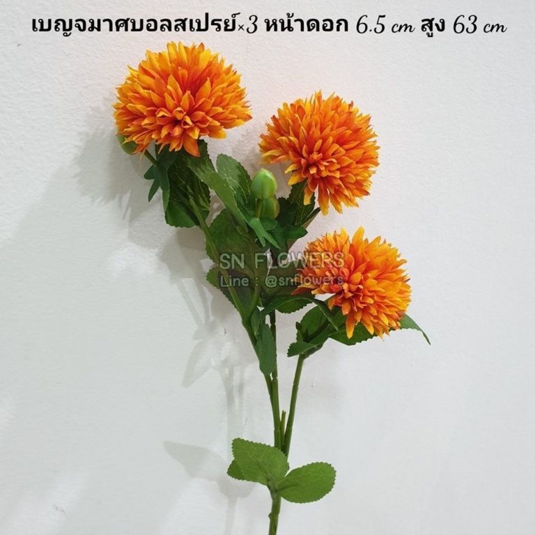 My Image 65